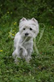 Terrier - West Highland White