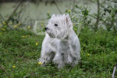 Terrier - West Highland White