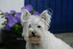 Terrier - West Highland White