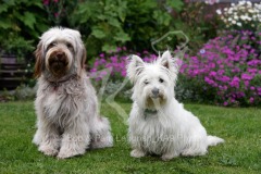 Terrier - West Highland White