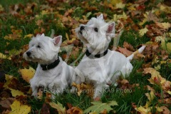 Terrier - West Highland White