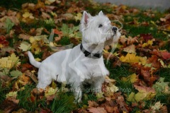 Terrier - West Highland White