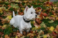 Terrier - West Highland White