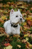 Terrier - West Highland White
