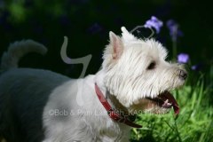 Terrier - West Highland White