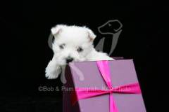 Terrier - West Highland White