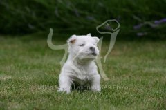 Terrier - West Highland White
