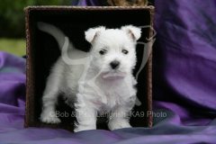 Terrier - West Highland White