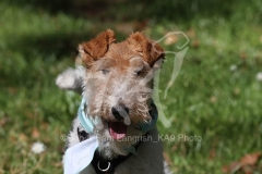 Terrier - Wire Fox