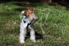 Terrier - Wire Fox
