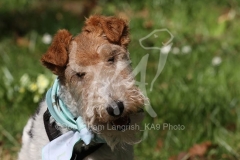 Terrier - Wire Fox