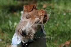 Terrier - Wire Fox