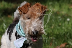 Terrier - Wire Fox