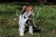Terrier - Wire Fox