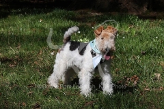 Terrier - Wire Fox