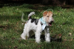 Terrier - Wire Fox