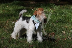 Terrier - Wire Fox