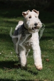Terrier - Wire Fox