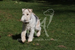 Terrier - Wire Fox