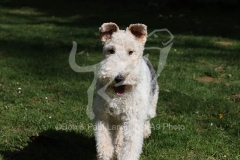 Terrier - Wire Fox