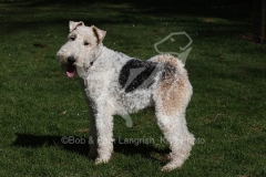 Terrier - Wire Fox