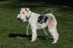 Terrier - Wire Fox