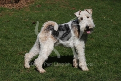 Terrier - Wire Fox
