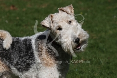 Terrier - Wire Fox