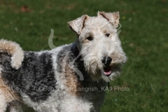 Terrier - Wire Fox
