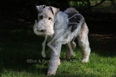 Terrier - Wire Fox