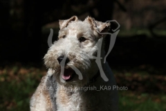 Terrier - Wire Fox