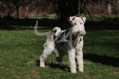 Terrier - Wire Fox