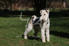 Terrier - Wire Fox