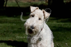 Terrier - Wire Fox