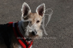 Terrier - Wire Fox