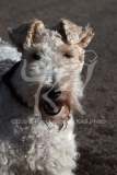 Terrier - Wire Fox