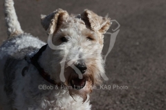 Terrier - Wire Fox