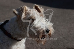 Terrier - Wire Fox