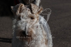 Terrier - Wire Fox