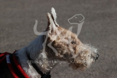 Terrier - Wire Fox