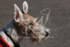 Terrier - Wire Fox