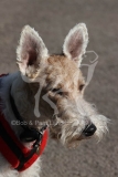 Terrier - Wire Fox