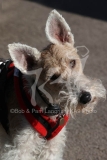 Terrier - Wire Fox