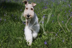 Terrier - Wire Fox