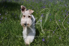 Terrier - Wire Fox