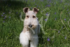 Terrier - Wire Fox