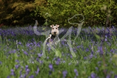 Terrier - Wire Fox