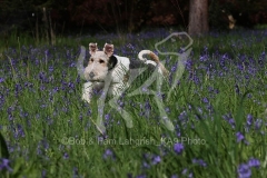 Terrier - Wire Fox