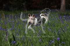 Terrier - Wire Fox