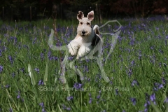 Terrier - Wire Fox